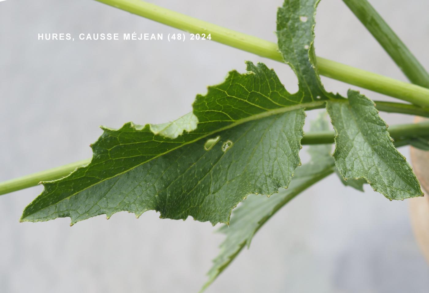 Radish, Cultivated leaf